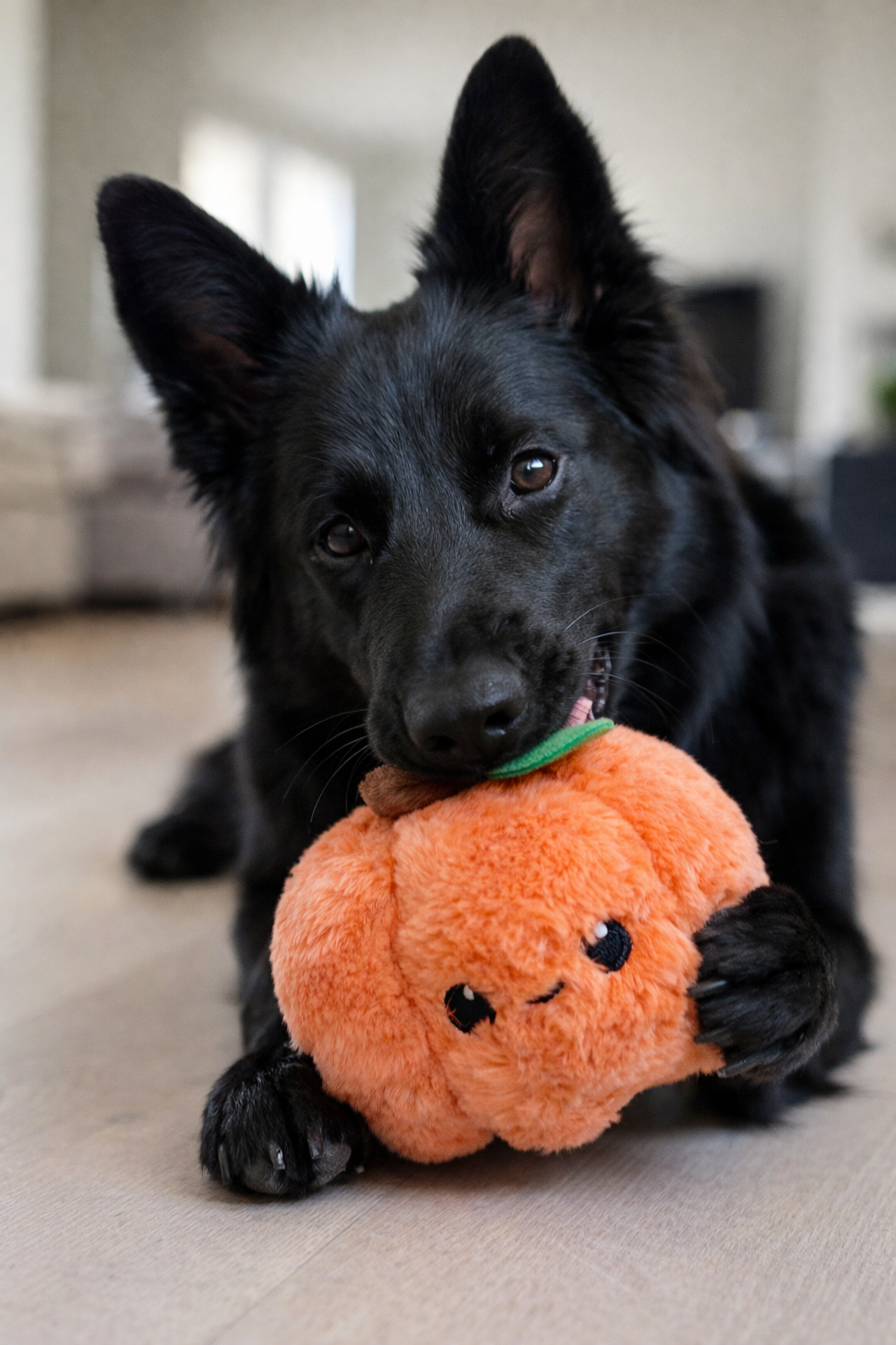 PLUSH PUMPKIN - JUGUETE PARA MASCOTA